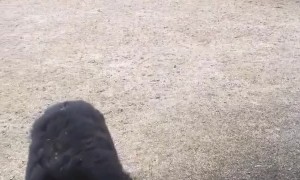 Bear Snacks on Bird Seed
