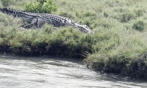 Huge Saltwater Crocodile Launches Off River Bank