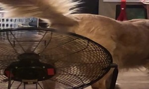 Fan Cools Down Retriever's Rump