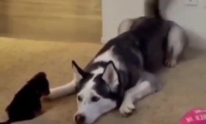 Husky welcomes precious little puppy into the family 