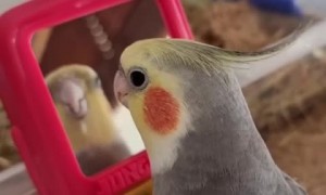 Chatty parrot loves talking to himself in the mirror 