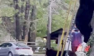 Bear Family Comes Out of Tree