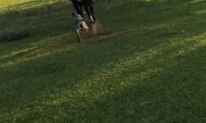 Mother Cow Chases After Missing Calf