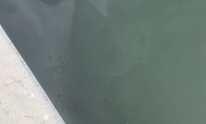 Baby Albino Dolphin Swims Along with Pod