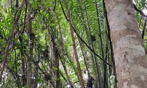 Grateful Sloth Waves Goodbye