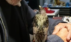 Bird Trained to Whistle a Tune