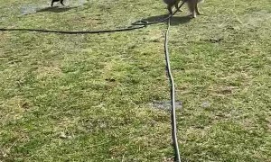 Australian Shepherds Have Fun with Hose