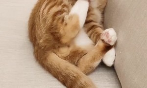 Goofy Kitty Nibbles His Own Paw