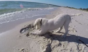 Puppy Digs Hole In Sand, Isn't Happy When Ocean Fills It