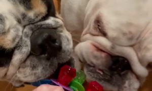 Bulldogs get just as excited for Ring Pops as we do! 