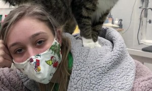 Our Shop Cat Gives Massages to Hardworking Employees