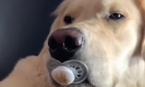 Sweet Pup Suckles on Binky