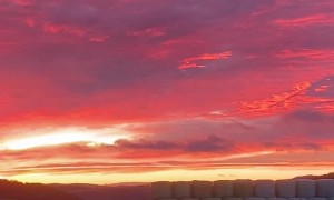 Cows Grazing During Colorful Sunrise