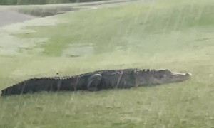 Three-Legged Alligator Walking Under Beautiful Sunrise