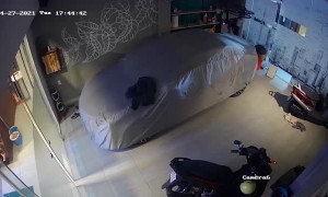 Dog Coming into House Knocks Over Glass Door