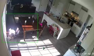Cat Knocks Chair Over and it Lands on the Dog
