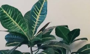 Plant Bed Forked to Fend off Cat