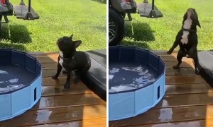This is what a Frenchie pool party looks like!