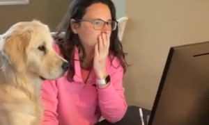 Golden Retriever Makes Working From Home Super Difficult