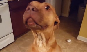 Dog's Attempt At Hiding Her Guilt Is Totally Priceless