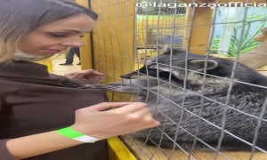 Friendly Raccoon Is Very Fond of Woman