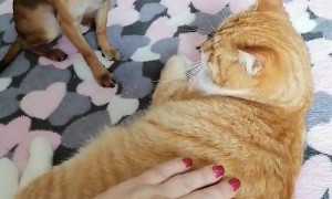 Jealous Doggy Doesn't Like Cat Receiving Pats