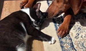 Heartwarming Moment Doggy Helps Clean Kitty
