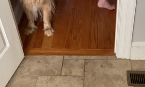 Golden Retriever Traps and Pulls Son