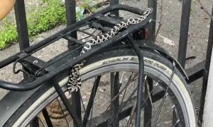 Snake Spotted Slithering Across Parked Bicycle