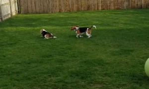Doggy Uses Zoomies to Convince His Brother to Play