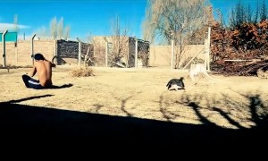 Cat Causes Head Clash Joining in on Backflip Trick