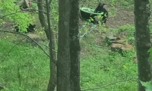 Family of Bears Find a Swing to Play On