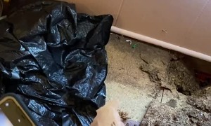 Bedroom Floor Kitten Rescue