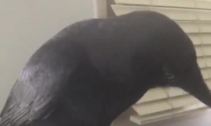 Poe the Crow Pecks Open Piñata