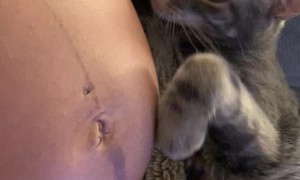 Calm Cat Knows About Baby