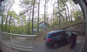 Two Bears Raid Car for the Snacks