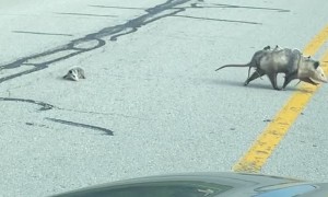 Baby Opossum Falls from Mama during Road Crossing
