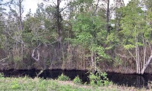 Big Black Bear Bathes in Swamp Before Bailing