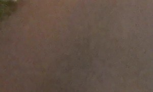 Big Python Crossing the Road