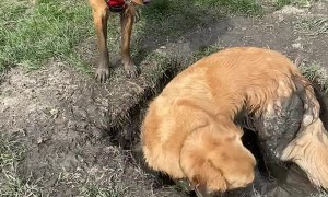 Golden Retrievers Find the Perfect Mud Puddle