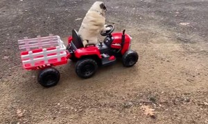 Tango the Pug Works Hard on Toy Tractor