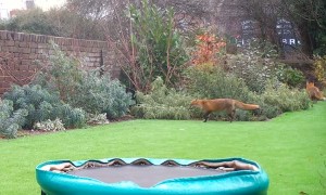 Couple of Foxes Having Fun