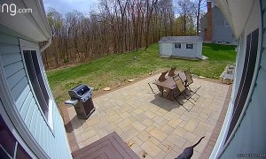 Mischievous Dog Engages in Porch Piracy