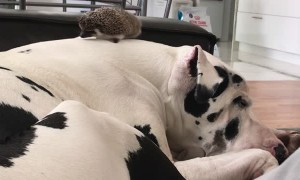 Hedgehog Accidentally Launched by Waking Great Dane
