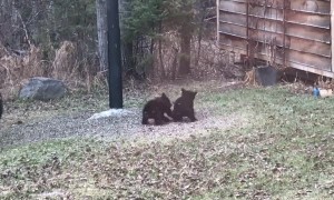 Couple of Canadian Cubs Playing