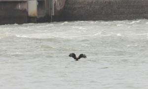 Bald Eagle Flies in to Catch a Fish