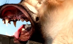 Just Hanging Out The Sunwoof