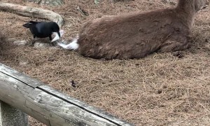 Bird Gathers Nest Building Supplies