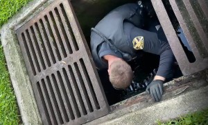 Police Officer in Florida rescues ducklings from storm drain