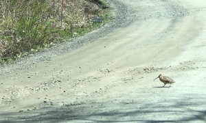Woodcocks Display Dance Routine While Crossing Road